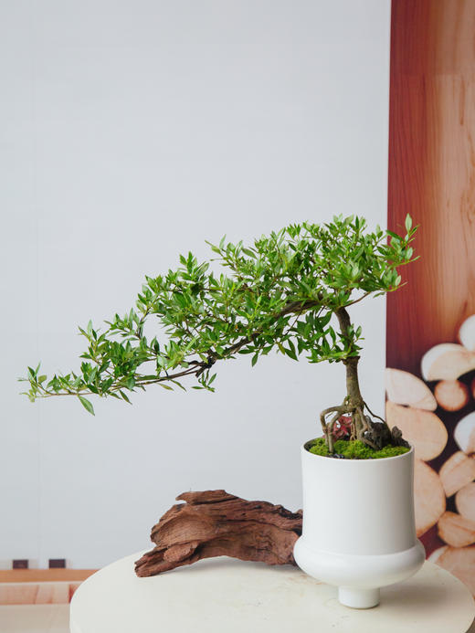 造型提根栀子花 商品图0