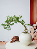 造型提根栀子花 商品缩略图0