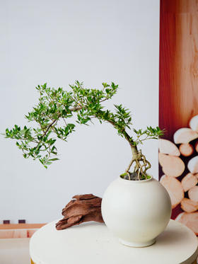 造型提根栀子花