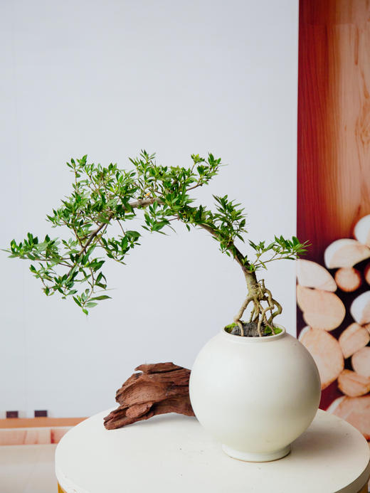 造型提根栀子花 商品图0