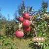 沙漠有机苹果 | 合作农友生产，产自内蒙古赤峰，生产者：倪铁军 *【公平贸易农人定价】 商品缩略图10