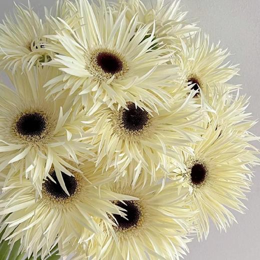 拉丝扶郎白色 商品图0