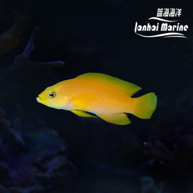黄草莓