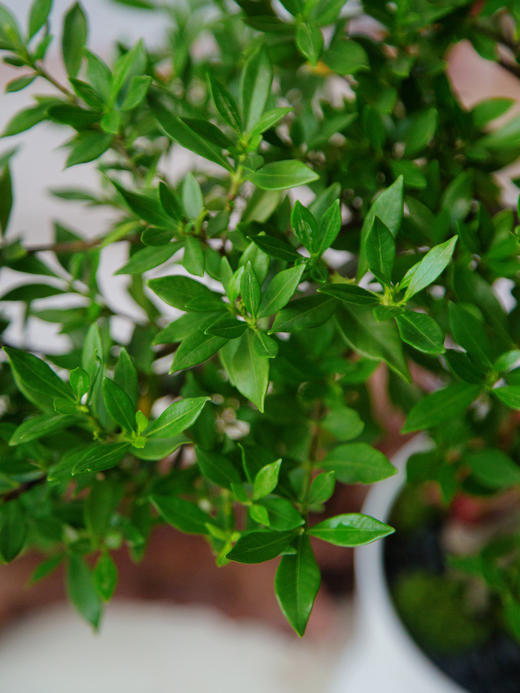 造型提根栀子花 商品图2