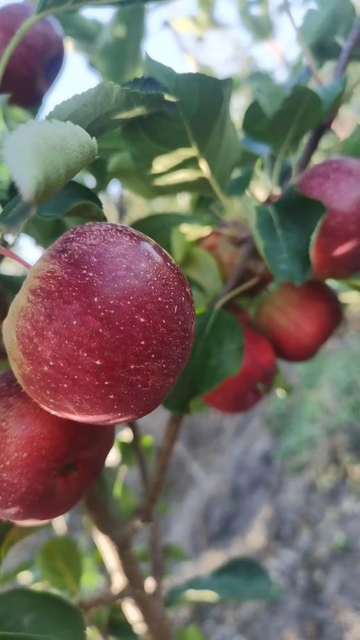 龙丰果2斤 商品图0