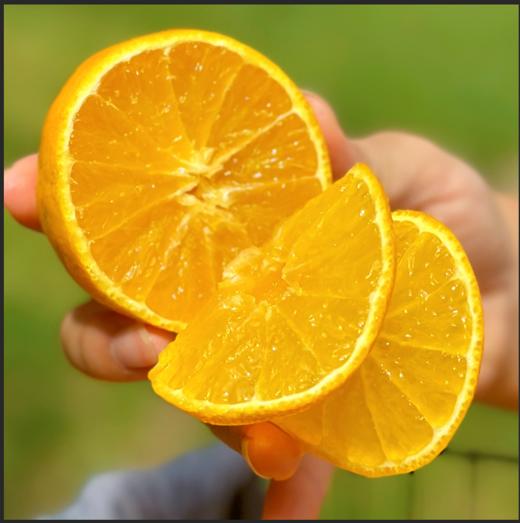 【果肉细嫩  酸度更低】云南曲靖 · 爱媛果冻橙 商品图4