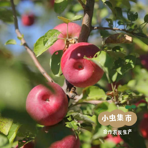 沙漠有机苹果 | 合作农友生产，产自内蒙古赤峰，生产者：倪铁军 *【公平贸易农人定价】 商品图8