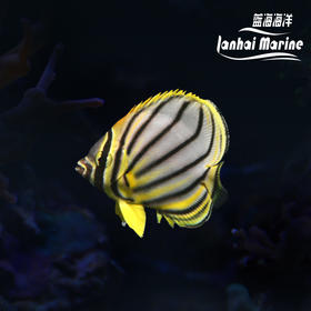 黑风车蝶