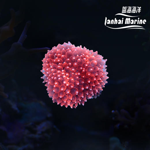 红小丑葵 商品图0