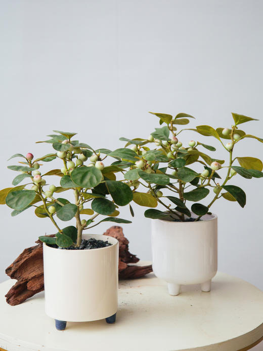 菩提果 商品图0