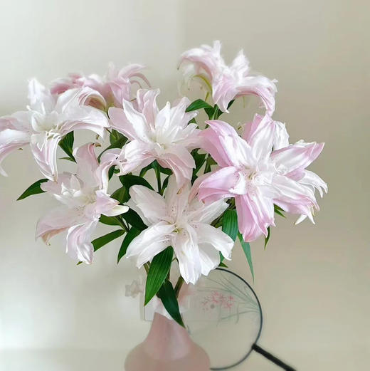 【莲花皇后重瓣百合】3头3支9朵/份 商品图8