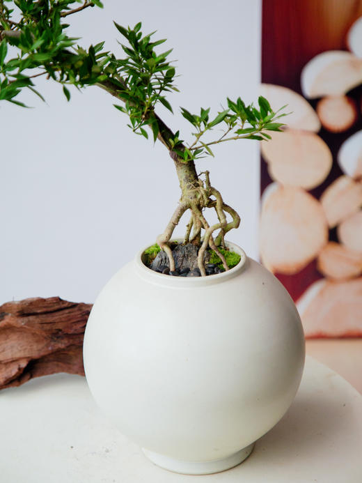 造型提根栀子花 商品图1