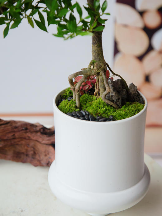 造型提根栀子花 商品图1