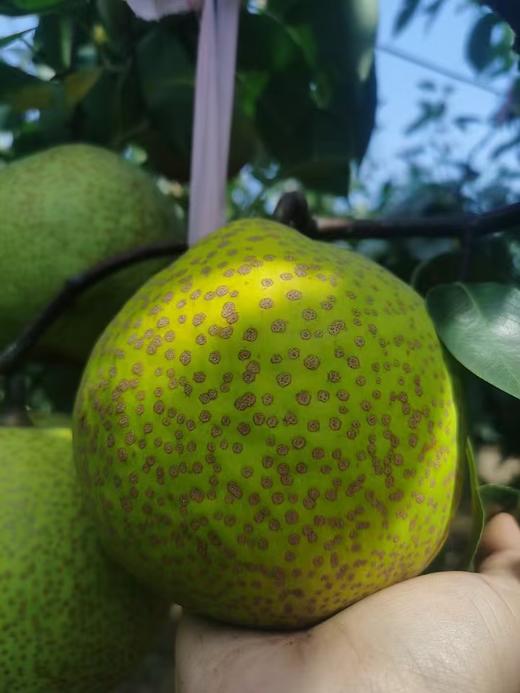 莱阳梨 贡梨正宗莱阳梨脆甜多汁新鲜发货 商品图1