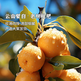 枝悦 云南蒙自枇杷5斤 皮薄肉厚 香甜多汁 金黄透亮 产地直发 72小时发货（果蔬生鲜签收24小时内保留完整包装面单可售后，超时不予理赔，拍下默认接受）