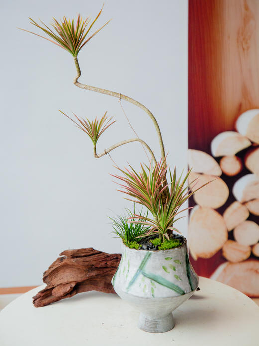 千年木 商品图0