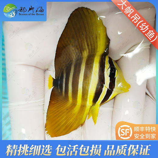 大帆吊Zebrasoma velifer 商品图1