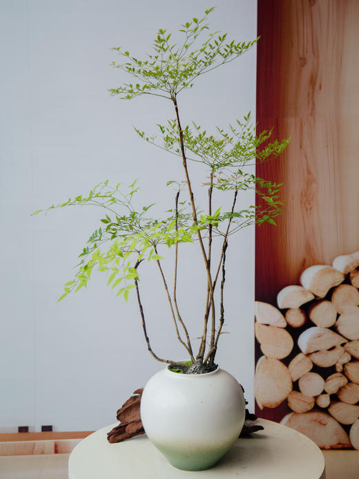 南天竹 商品图0