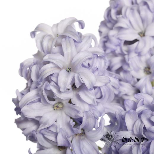 荷兰花材 | 风信子浅蓝色Sky Jacket 商品图1