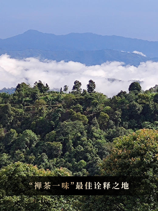 已售罄【佛茶】2024年春茶白莺山古茶园世界茶树天然基因库临沧普洱茶生茶357克/饼 拍5发6拍20发25 商品图6
