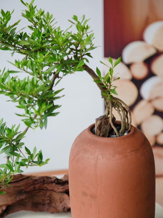 造型提根栀子花 商品图1