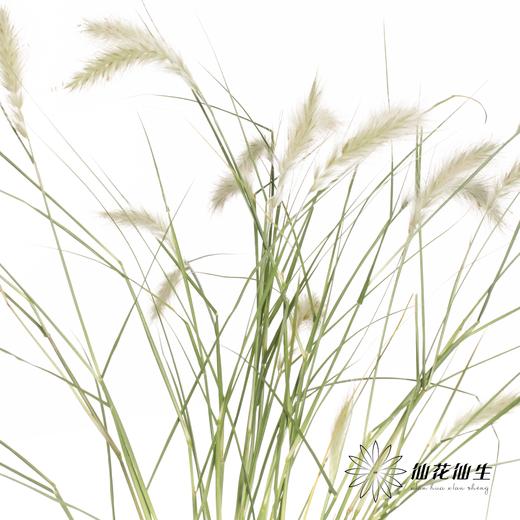 配花 | 水晶兔尾 （干花） 商品图4
