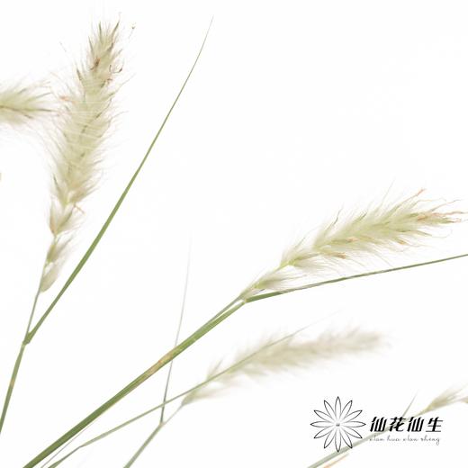 配花 | 水晶兔尾 （干花） 商品图3