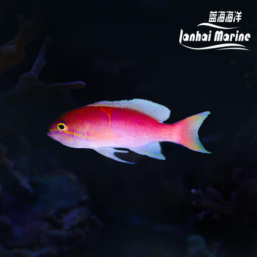 新月宝石 商品图0