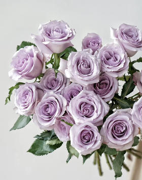 国产玫瑰-【海洋之歌】