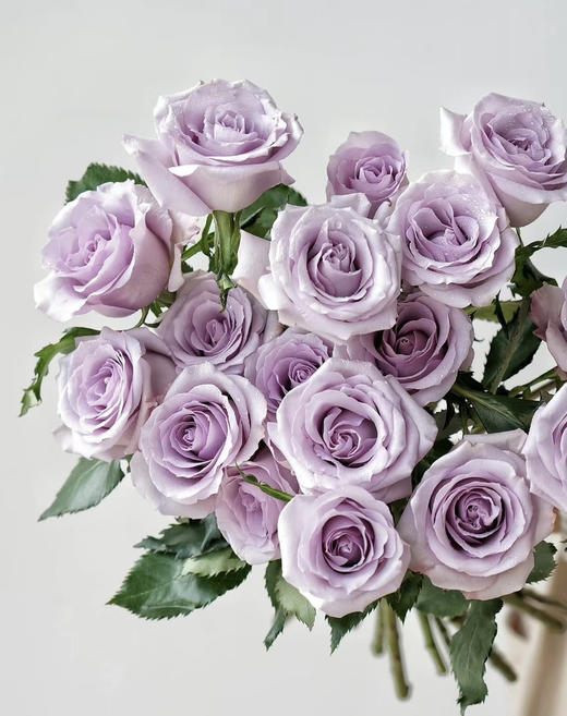 国产玫瑰-【海洋之歌】 商品图0