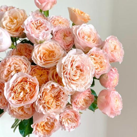 多头米奇丨A级花材 10支【超稀有多头玫瑰】 商品图0