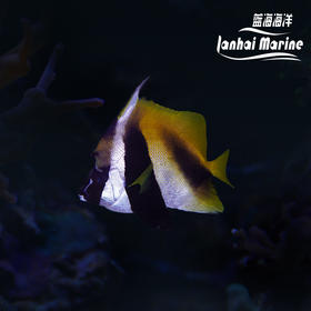 东非金关刀