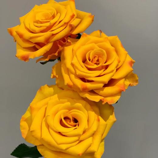 辉煌单头玫瑰丨A级花材 商品图2