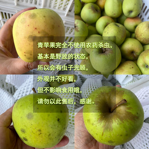 生态小金青苹果 | 合作生产 *Ecological green apple | Partner Production 商品图1