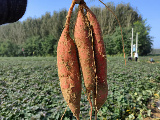 【多妈团购超火爆的冰糖白玉蜜薯】巨甜巨好吃~薯界“白雪公主”！奶白肉质，细腻、香甜🍯无丝它全部做到了!辅食代餐皆可 商品图5