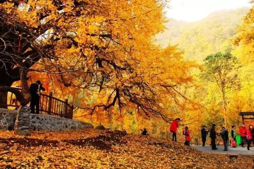 大别山秋色丨罗田水中红叶&柿子古村、大悟乌桕红叶、钱冲古银杏群落6天摄影团 商品图1