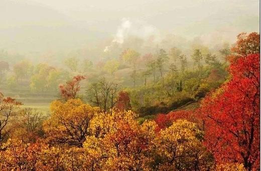 大别山秋色丨罗田水中红叶&柿子古村、大悟乌桕红叶、钱冲古银杏群落6天摄影团 商品图5