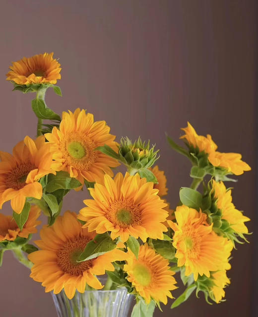 绿芯向日葵，5支/束 商品图0