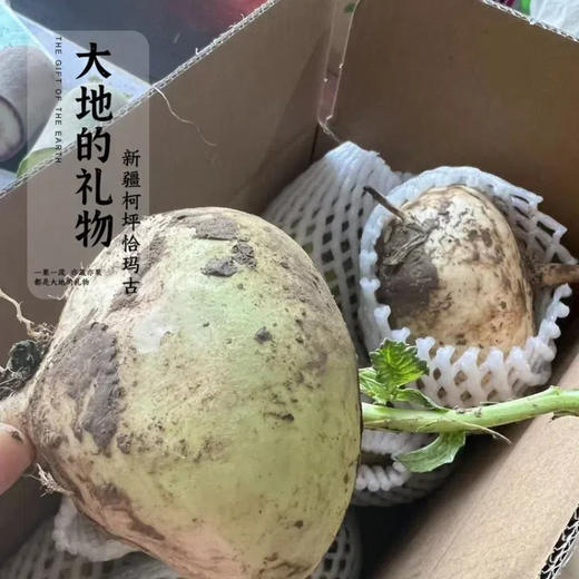 新疆地标长寿圣果【大地的礼物】新疆柯坪县恰玛古 果肉洁白 细嫩无筋 跟肉一起炖绝绝子 商品图4