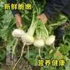 新疆地标长寿圣果【大地的礼物】新疆柯坪县恰玛古 果肉洁白 细嫩无筋 跟肉一起炖绝绝子 商品缩略图0