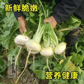 新疆地标长寿圣果【大地的礼物】新疆柯坪县恰玛古 果肉洁白 细嫩无筋 跟肉一起炖绝绝子