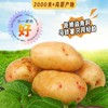 云品【天使】土豆片麻辣味/番茄味/烧烤味/黄瓜味/原味  100g*5袋 商品缩略图4