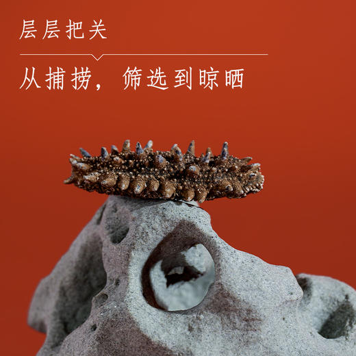 关东海参单根礼盒 商品图2