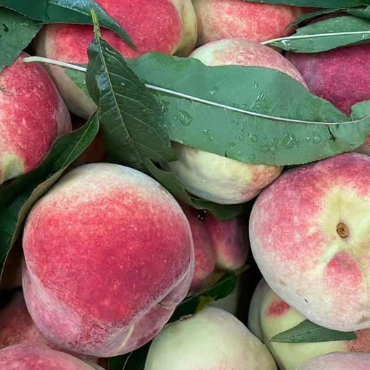 【超好吃！山东青州蜜桃】每一个果子都是精挑细选，多次筛检，只为给您新鲜的果子，新鲜脆甜青桃子应季水果非黑桃L 商品图2