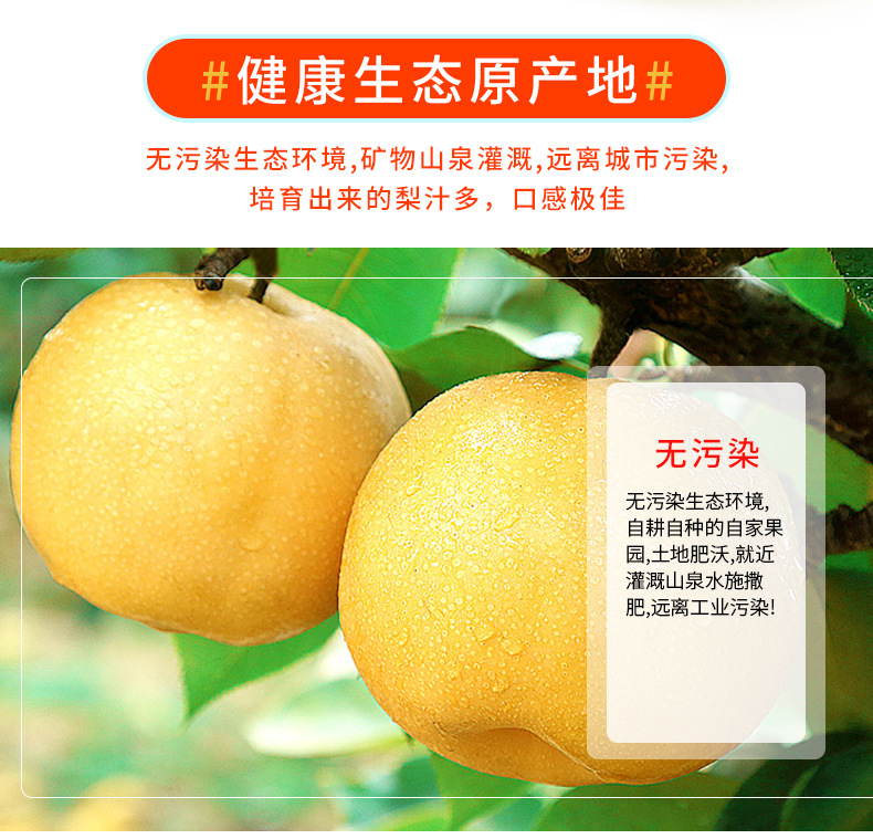 丰水梨_02.jpg