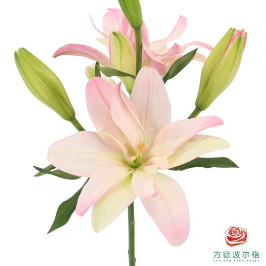 重瓣亚百合-莎莎  5枝一扎 商品图0