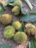 兴隆深山老树板栗，生板栗，无农药，无化肥 商品缩略图3