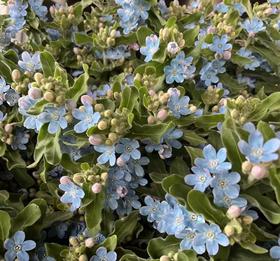 【基地探访】蓝星花供应商基地