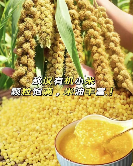 谷中黄金！赤峰敖汉【有机黄小米+四色有机小米】“世界小米之乡” 8千年小米种植历史 米色透亮 颗粒饱满 煮出粘稠黄金小米油 商品图1
