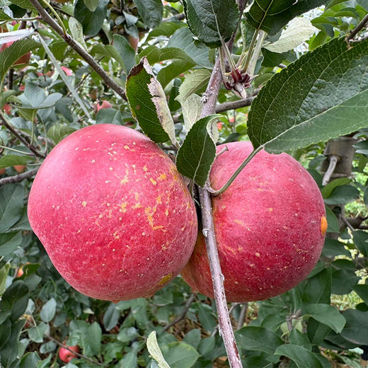 【云南】2025新果 昭通丑苹果 水果新鲜 整箱当季 商品图1